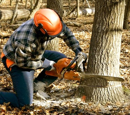 Tree Removal in Hext, TX